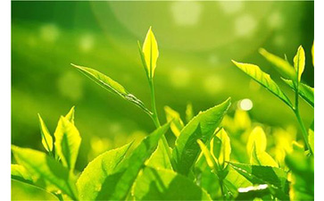 茶葉防偽溯源系統(tǒng)具有哪些優(yōu)勢價值？