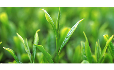 茶葉質(zhì)量追溯管理系統(tǒng)可以實(shí)現(xiàn)哪些功能？具有哪些優(yōu)點(diǎn)？