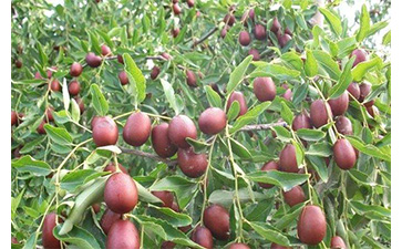 農(nóng)產(chǎn)品為什么要做防偽溯源？