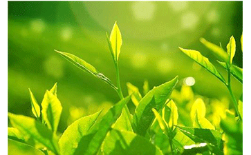 茶葉防偽溯源系統(tǒng)可以給企業(yè)帶來什么優(yōu)勢(shì)？